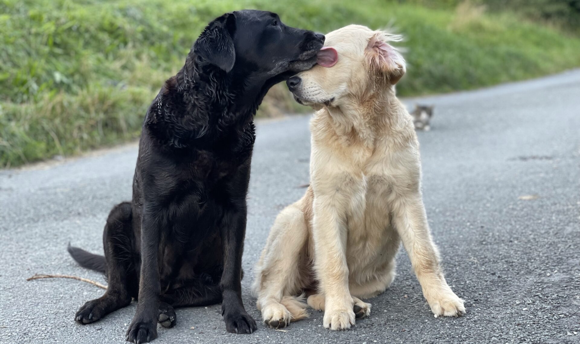Schwarzer Labrador beim Schmusen mit einem Golden Retriever auf einem Feldweg