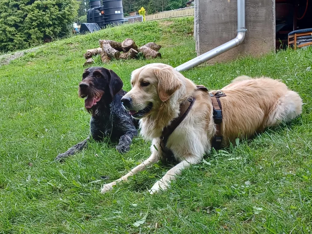 Schwarzer und blonder Hund liegen entspannt nebeneinander im Gras