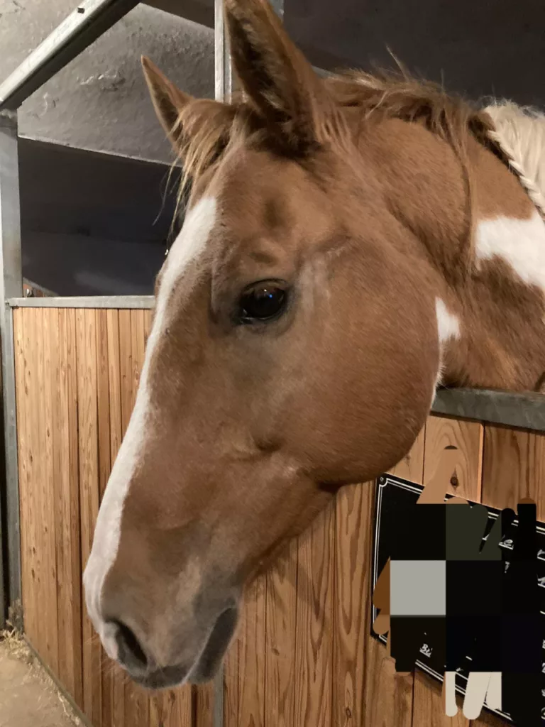Braun-weißes Pferd schaut aus seiner Stallbox