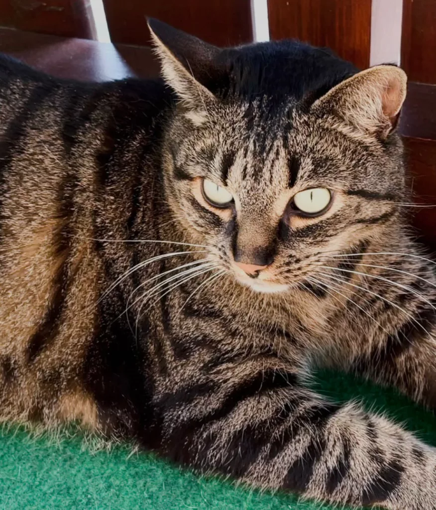 Getigerte Katze ruht entspannt auf dem Kratzbaum