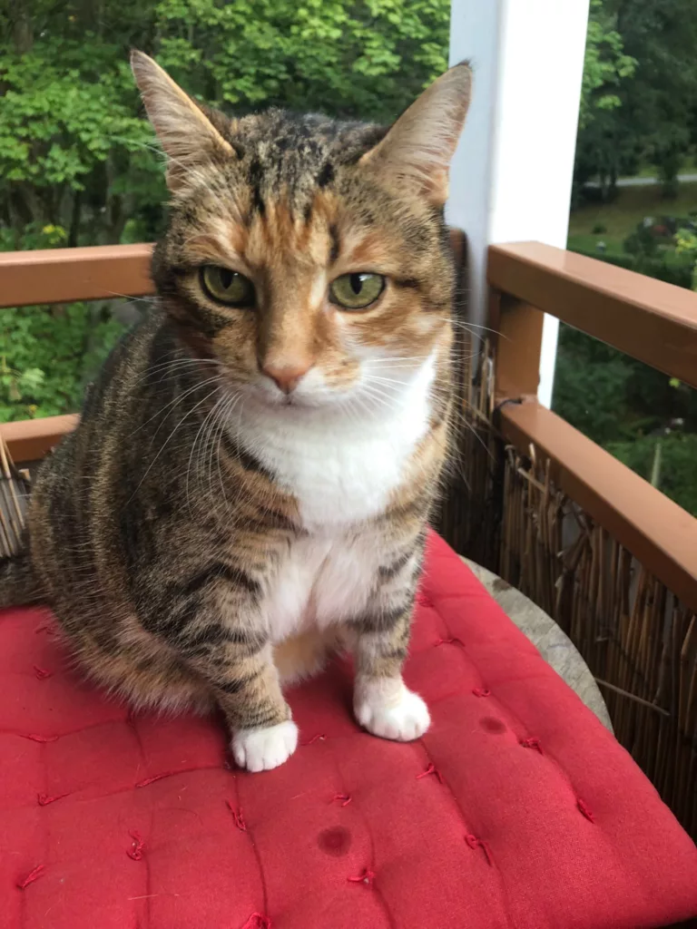 Dreifarbige Katze sitzt auf einem roten Kissen auf dem Balkon