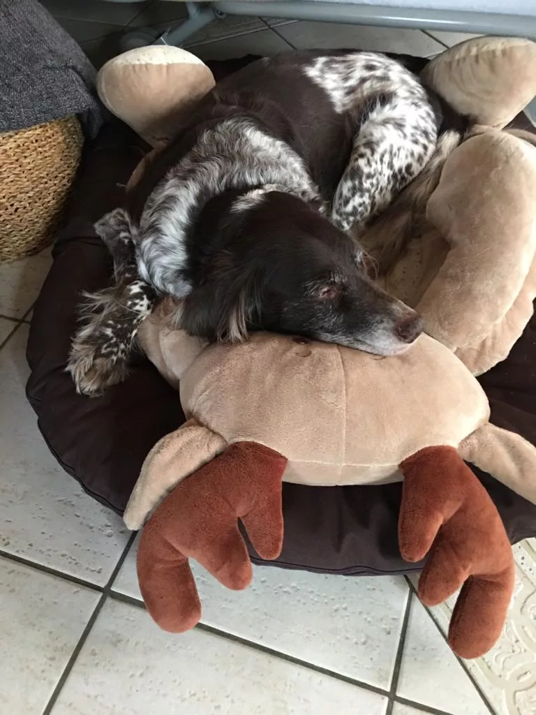 Brauner Münsterländer schläft zusammengerollt in seinem Hundebett