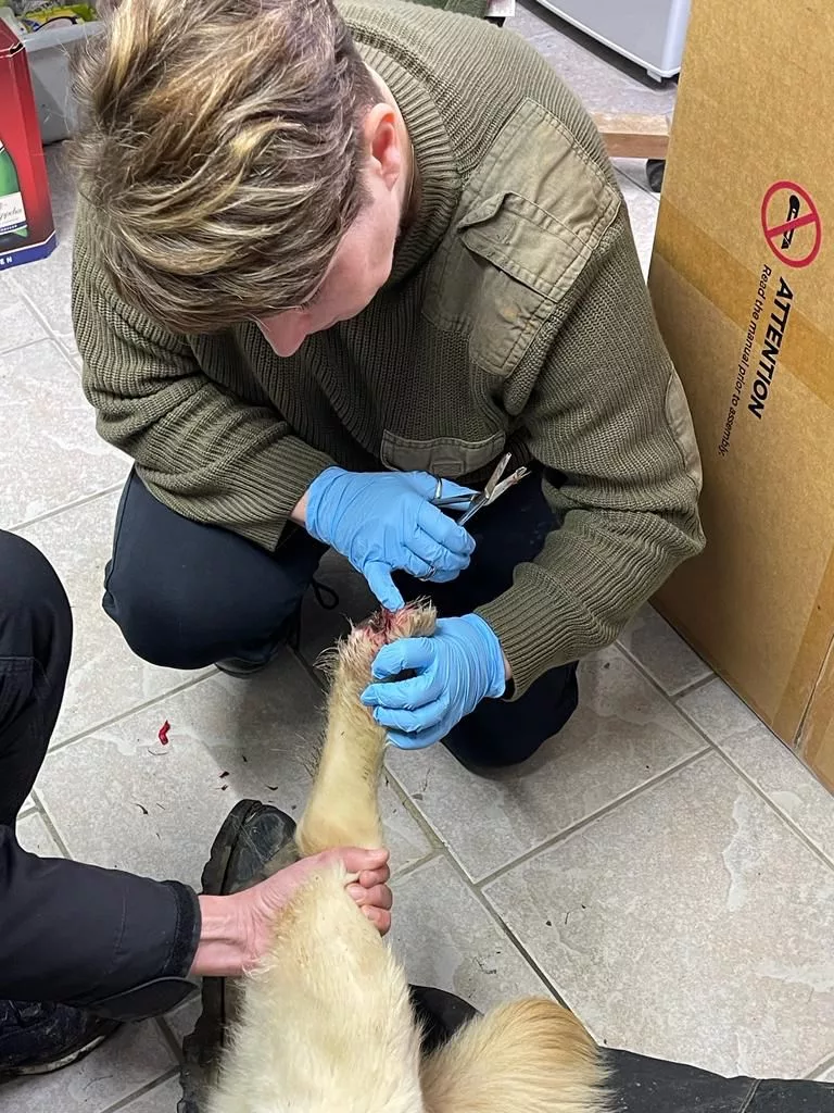 Wundversorgung am Bein eines Hundes in der Tierheilpraxis