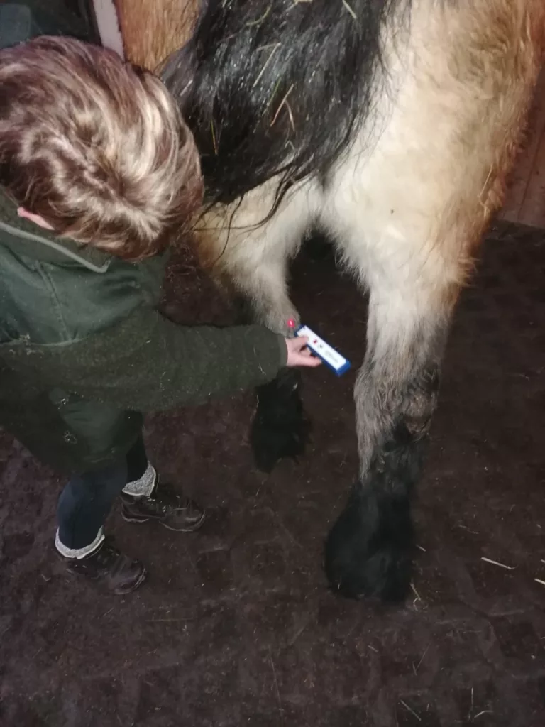 Laserbehandlung am Bein eines Pferdes im Stall