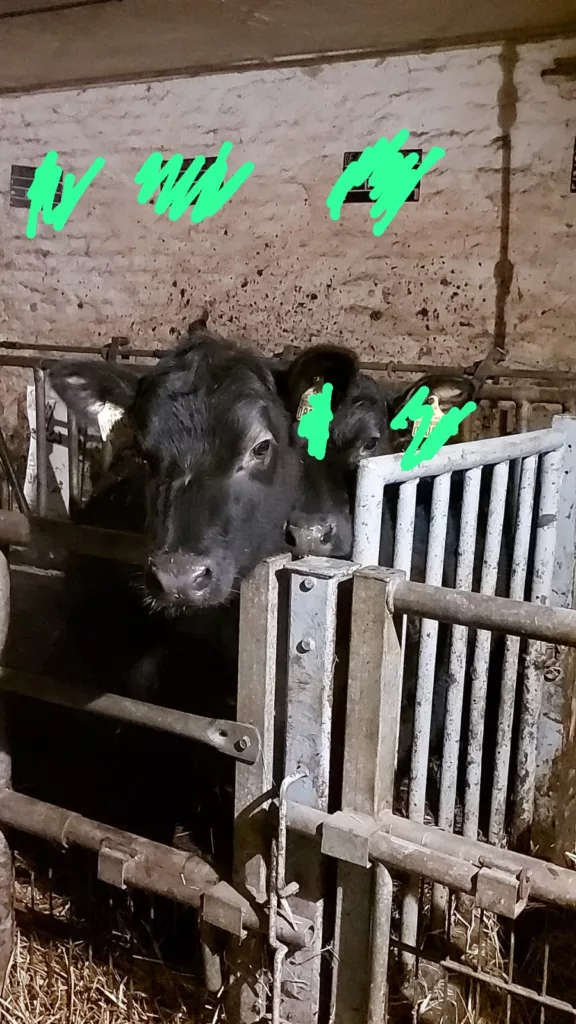 Zwei junge schwarze Rinder im Stall