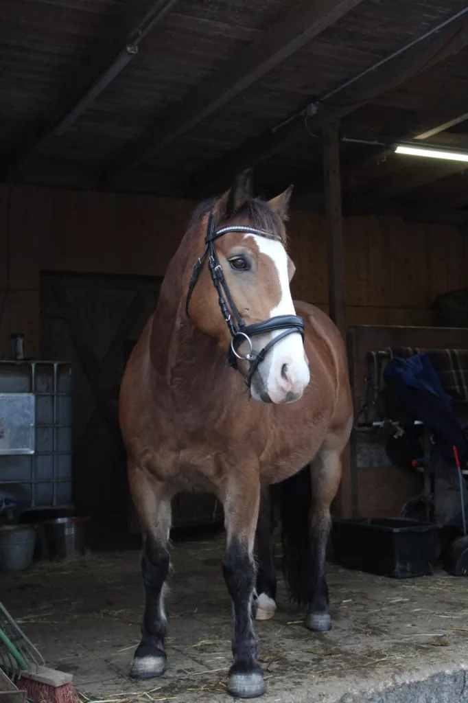 Braunes Pony mit Trense in der Stallgasse