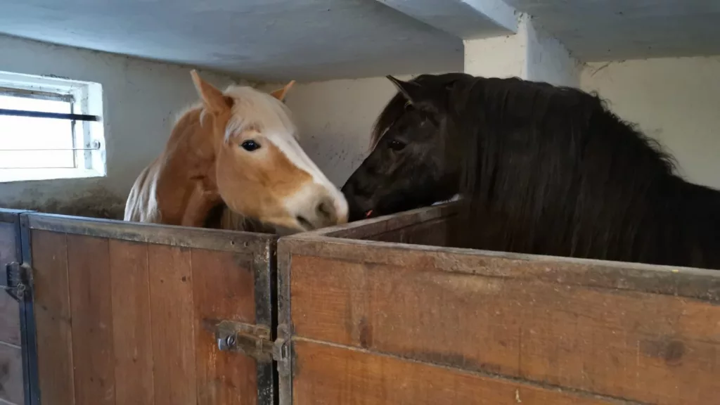 Haflinger und dunkles Pferd schauen über die Boxenwand