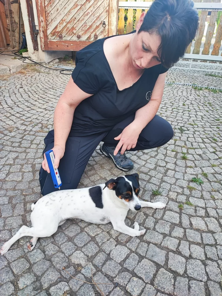 Laserakupunktur an einem Jack-Russell-Terrier auf dem Hof