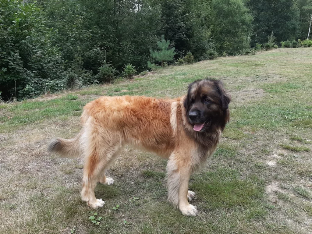 Großer Leonberger steht auf einer Wiese