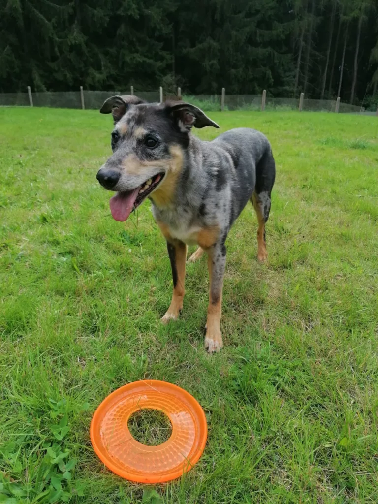 Gescheckter Hund mit Frisbee auf der Wiese