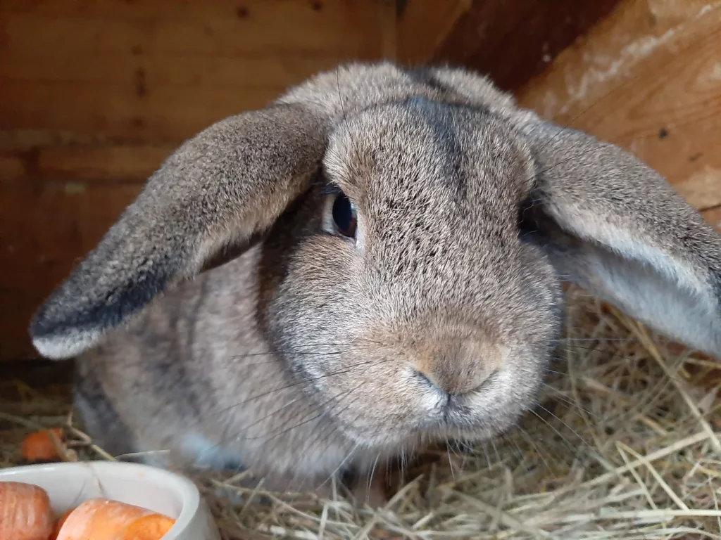 Graues Widderkaninchen im Stall neben frischen Möhren