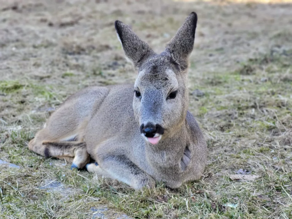 Junges Reh liegt im Gras